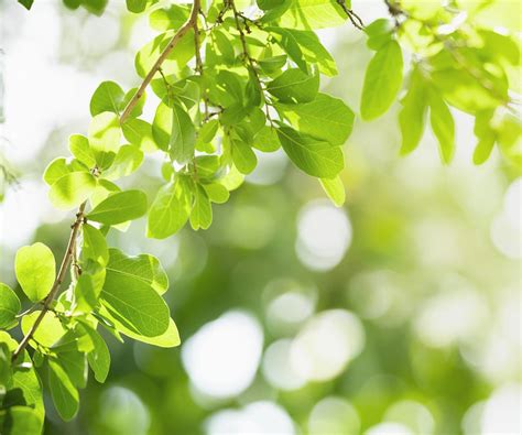 hojas alvamex pinturas