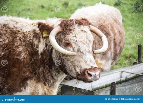 English longhorn cattle stock image. Image of livestock - 64417353