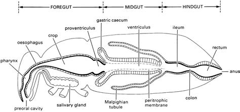 Arthropods Digestive Tract