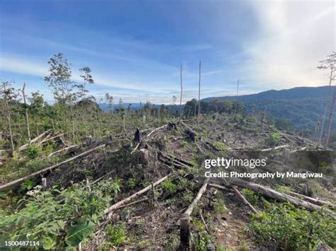 2,240 Deforestation Indonesia Stock Photos, High-Res Pictures, and ...