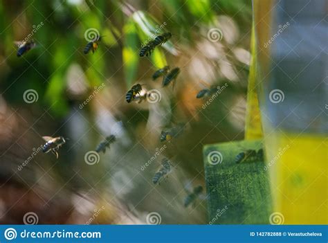 Colmeia Da Abelha Abelha Que Produz O Mellifera Dos Apis Foto De