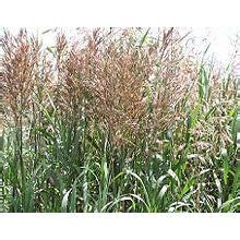 Smooth Bromegrass Seed - 50.0 lbs - Ideal for Hay, Pasture, and Erosio ...