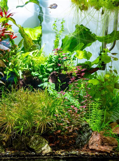 My pond tank : r/PlantedTank