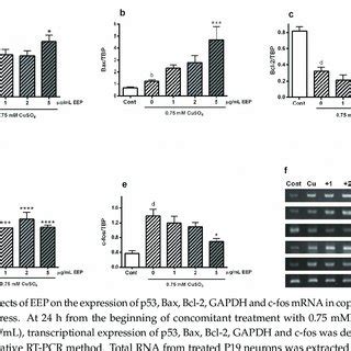 Effects Of Eep On The Expression Of P Bax Bcl Gapdh And C Fos