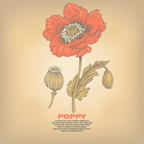 Poppy Ilustra O De Ervas Medicinais Imagem Isolada Em Fundo Vintage