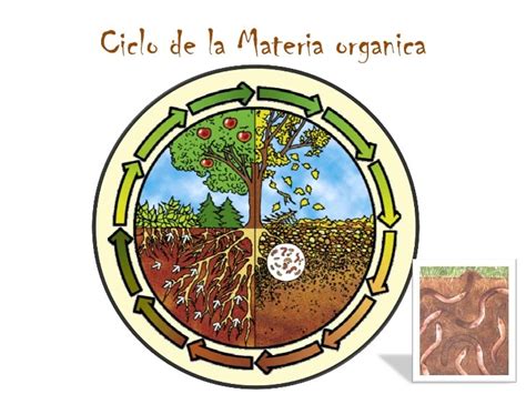 Ciclo De La Materia Organica Semillas Capelo