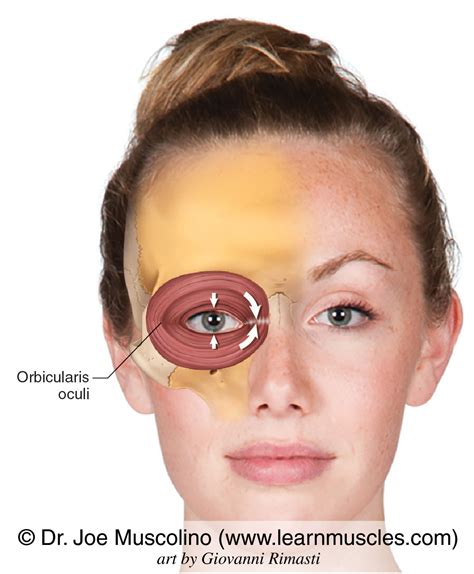 Orbicularis Oculi Learn Muscles