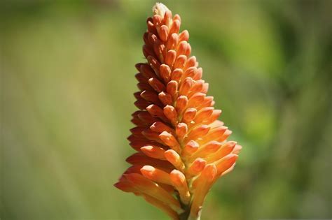 Piante Che Fioriscono In Autunno Promogiardinaggio