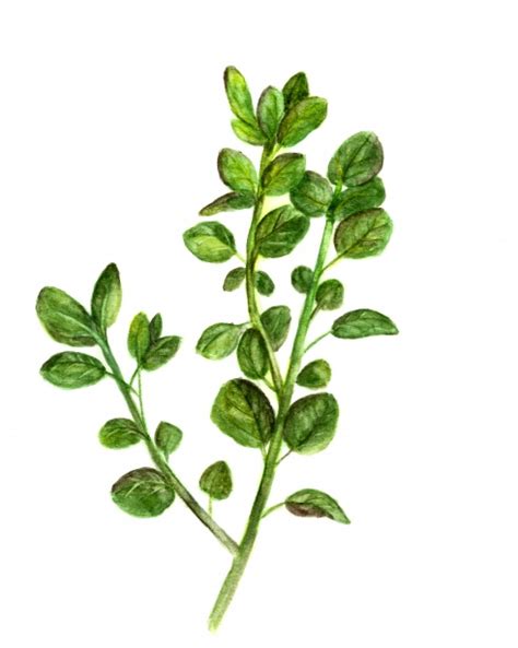 Oregano Free Stock Photo Public Domain Pictures