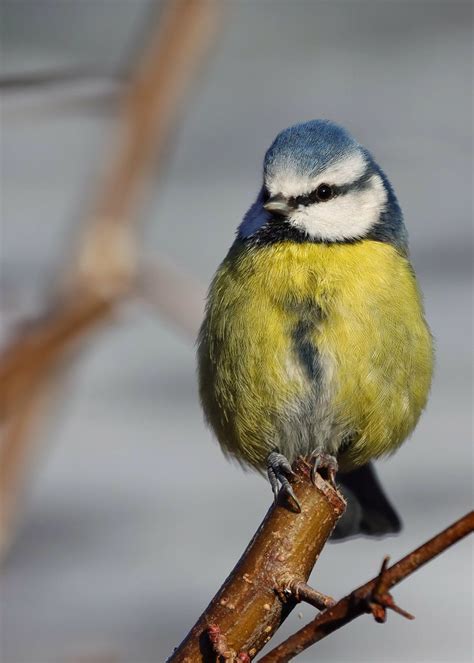 Blue Tit David Genney Flickr