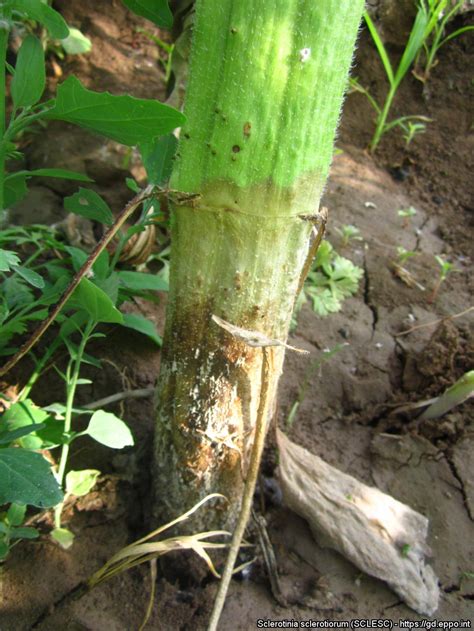 Sclerotinia Sclerotiorum Sclesc Photos Eppo Global Database