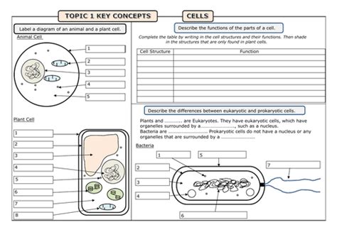 Prokaryotic Cell Diagram Worksheet