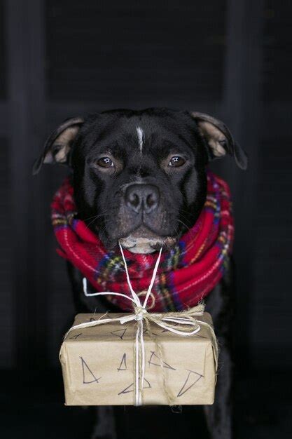 Perro De Raza Staffordshire Bull Terrier Negro Vistiendo Una Bufanda