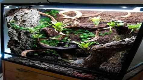 How To Convert An Aquarium Into A Crested Gecko Terrarium A Step By