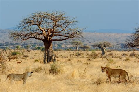 Ruaha national park Tanzania | Tanzania wildlife Safaris | Tanzania Tours