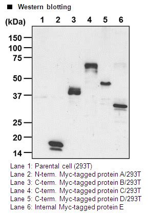 Anti Myc Tag Mab Hrp Direct Monoclonal Antibody Products