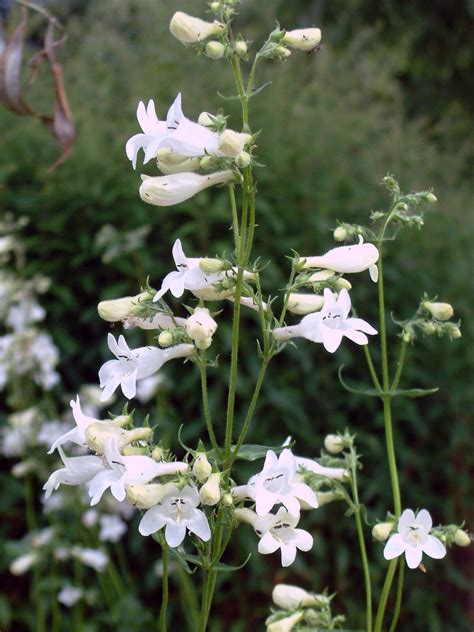 Penstemon Digitalis The Beth Chatto Gardens