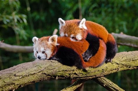 Animals Red Pandas Cuddle - Free photo on Pixabay