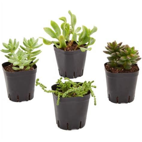 Square Nursery Plastic Flower Pots For Plants Seedlings 26 In 150 Pack Pack Kroger