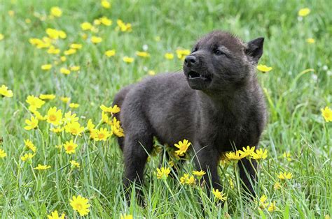 Wolf Pup Howling Photograph by Tibor Vari - Pixels