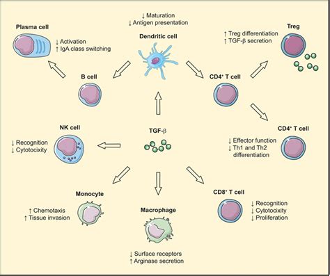 Tgf β Effects On Immune Cell Subsets Tgf β Regulates Proliferation Download Scientific Diagram