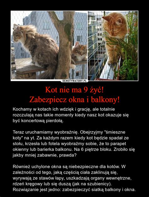 Kot nie ma 9 żyć Zabezpiecz okna i balkony Demotywatory pl