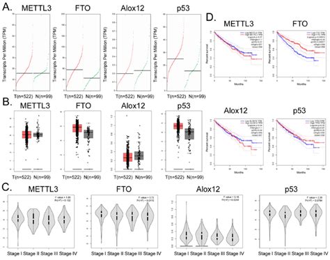 Correlation between FTO gene expression and clinical prognosis of renal ...