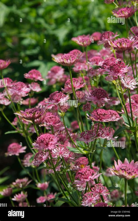 Flowers Of Garden Plant Astrantia Major Pink Pride Stock Photo Alamy