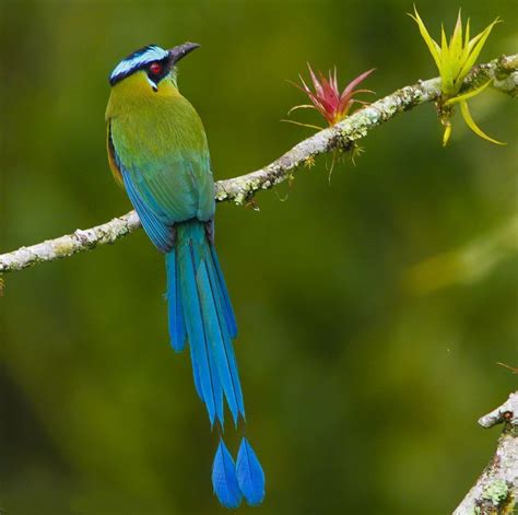 El pájaro barranquero PeakD 새