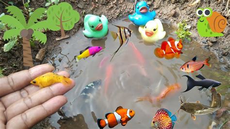 Wadidaw Dapat Ikan Cupang Warna Warni Ikan Molly Balon Lucu Ikan Mas