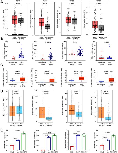 Integrative Bioinformatics And Experimental Analysis Revealed Tead As