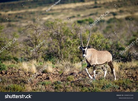 Gemsbok South African Oryx Oryx Gazella Stock Photo 2208311545