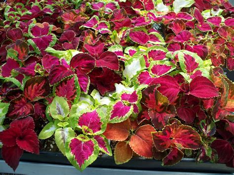 Coleus Rainbow Mixture Coleus Premier Seeds Direct Ltd