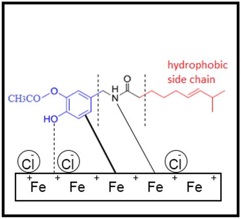 Proposed Mechanism Of The Adsorption Behavior Of Capsaicinoid On Mild