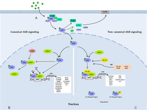 Intersection Of AhR And Wnt Signaling Encyclopedia MDPI