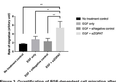 Figure From Rnai Based Gene Therapy Targeting Zgpat Promotes Egf