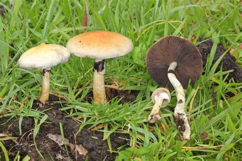 Psilocybe cubensis - Alchetron, The Free Social Encyclopedia