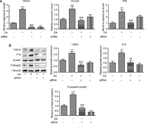 Figure From Ellagic Acid Induces Cell Cycle Arrest And Apoptosis Via