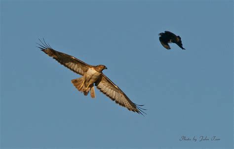 Red Tailed Hawk And Black Crow Face Off In Midair Battle Photograph By