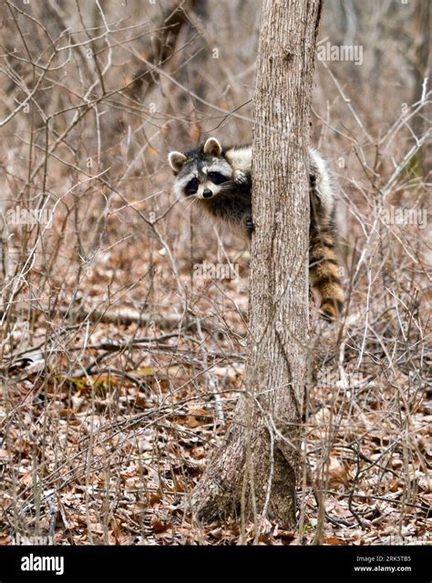 Raccoon In A Tree Hi Res Stock Photography And Images Alamy