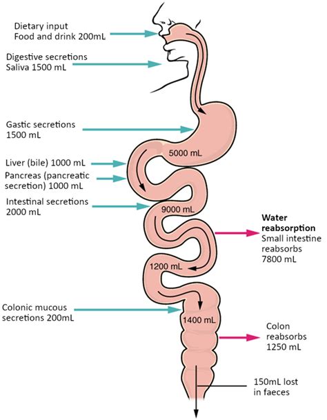 12 7 Chemical Digestion And Absorption Sbv Fundamentals Of Anatomy And Physiology