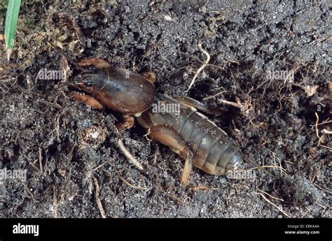 Mole Cricket Gryllotalpa Gryllotalpa In Its Den Germany Stock Photo