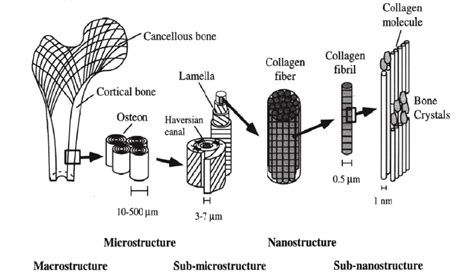 Hierarchical Structural Organization Of Bone A Cortical And