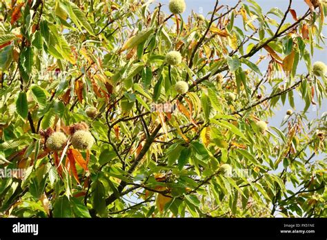 Kastanienbaum Oktober Fotos Und Bildmaterial In Hoher Aufl Sung Alamy