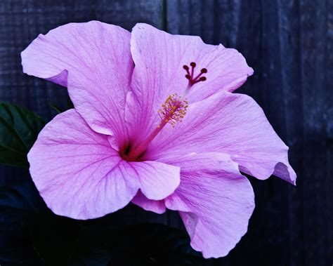 Seminole Pink Hibiscus Growing In Our Garden This Year 20 Flickr