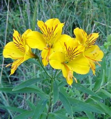 Ficha De Alstroemeria Aurantiaca Amancay