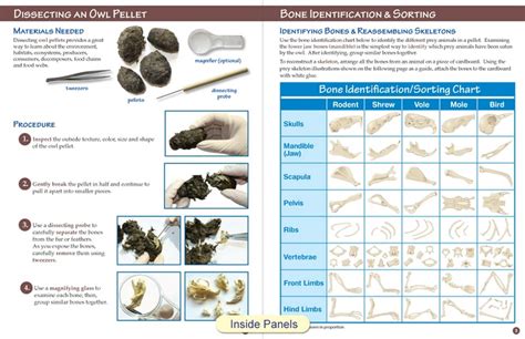 Owl Pellet And Prey Visual Id Guide