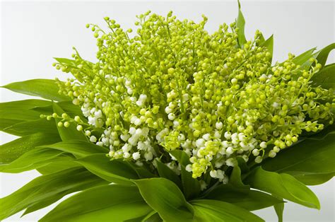 Fleurs Muguet Photo Fleur De Passion