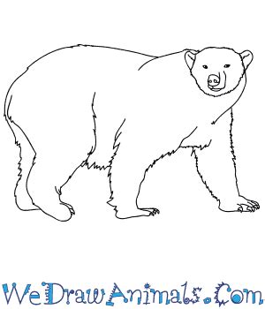 Realistic Polar Bear Drawing