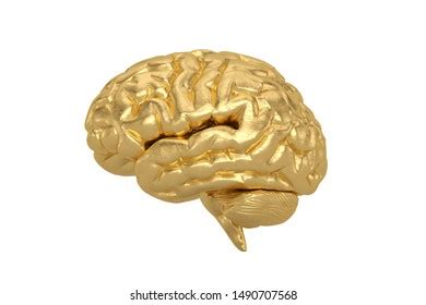 Golden Brain Isolated On White Background Stock Illustration